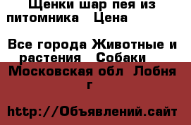 Щенки шар-пея из питомника › Цена ­ 15 000 - Все города Животные и растения » Собаки   . Московская обл.,Лобня г.